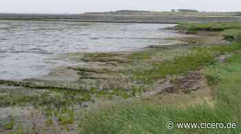 Queller - der Spargel aus dem Wattenmeer | Cicero Online - Cicero Online