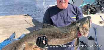 Trophy Room: First place lake trout in the Jaws Western Lake Superior Fishing Tournament - Duluth News Tribune