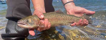 Lake Tahoe to Receive 100000 Lahontan Cutthroat Trout This Summer - YubaNet