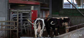 Milcobel-leden halen uiterste uit koe nu de melkprijzen - Vilt