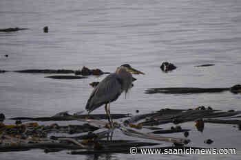 Federal report deems dogs the greatest risk to migratory birds – Saanich News - Saanich News