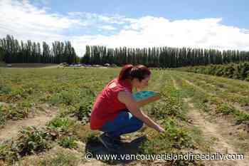 Central Saanich farms generated $24.1 million in revenue in 2021 – Vancouver Island Free Daily - vancouverislandfreedaily.com