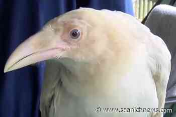 Second iconic white raven recovering at Vancouver Island wildlife recovery centre - Saanich News