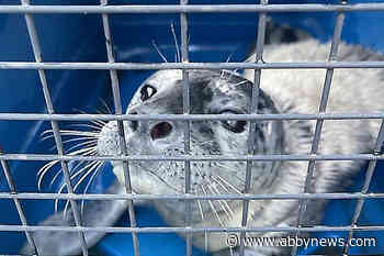 Promising outlook for orphaned seal pup rescued in Harrison Lake – Abbotsford News - Abbotsford News