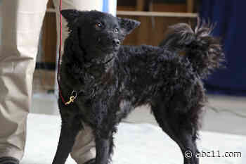 Upcoming Westminster dog show now focuses on veterinarians' welfare