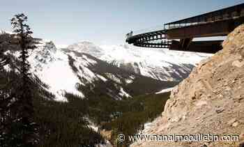 Parks Canada to monitor grizzly cub orphaned when mother hit by truck