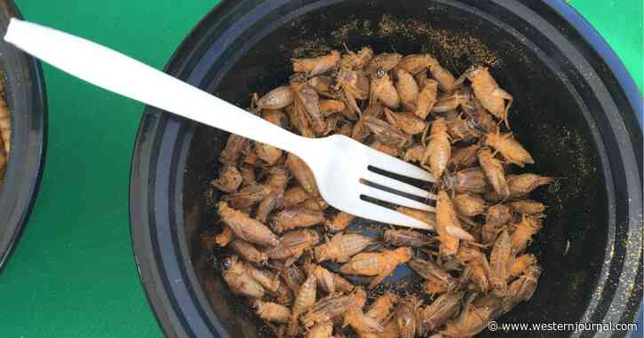 As Food Plants Catch Fire, Massive Facility Opens to Process Crickets for Human Consumption