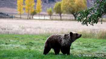 Parks Canada to monitor grizzly cub orphaned after mother hit by truck