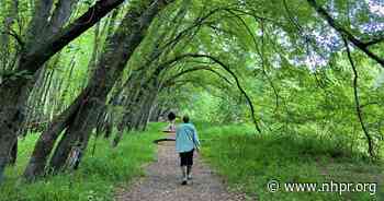 Something Wild: Exploring a silver maple floodplain forest - New Hampshire Public Radio