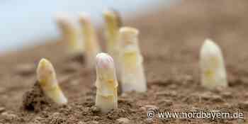 Spargel blieb ungeerntet im Boden: Gemüse aus der Region weniger gefragt - Nordbayern.de