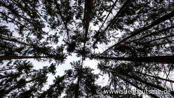 Forstwirtschaft - Güstrow - Waldbesitzer wollen nicht für Wasserableitung zahlen müssen - Wirtschaft - Süddeutsche Zeitung - SZ.de
