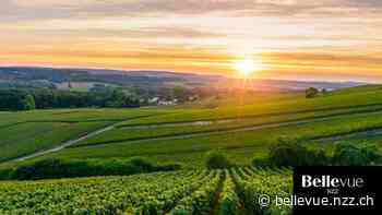 Fronsac: Bordeaux-Weine abseits der berühmten Appellationen - NZZ Bellevue