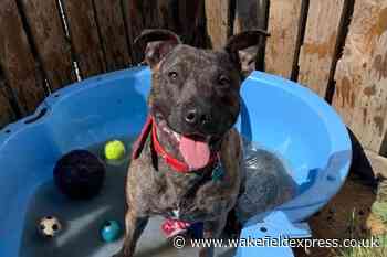 RSPCA Wakefield: What to do if you spot a dog locked in a hot car - Wakefield Express