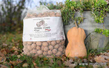 Noci: i rincari generalizzati spingeranno in alto i prezzi - Myfruit.it