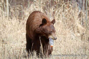 Park visitors reminded to mind their manners around wildlife - The Brandon Sun