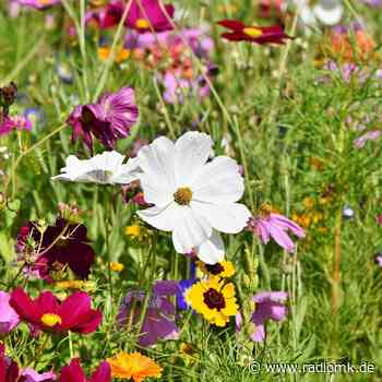 Iserlohn: Offene Gärten im Ruhrbogen - Radio MK