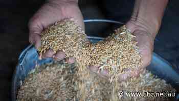 Russia's war in Ukraine is risking global famine, warns EU specialist