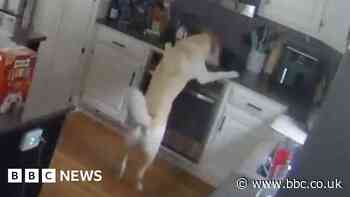 Dog turns on stove and starts house fire
