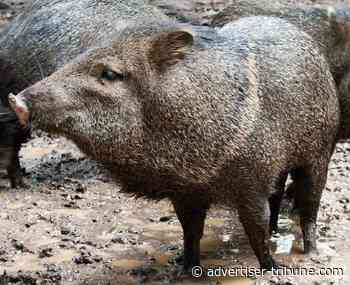 Essays on non-virtual reality #181 - Tiffin Advertiser Tribune