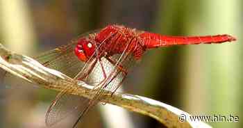 Zonsopgangconcert, beachparty in Beringen en Herman Brood: de vijf Limburgse weekendtips - Het Laatste Nieuws