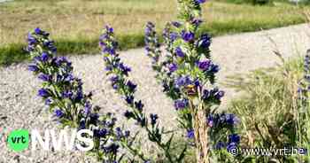 Mijnterrils van Beringen, Waterschei en Winterslag zijn schatkamers voor bijen - VRT NWS