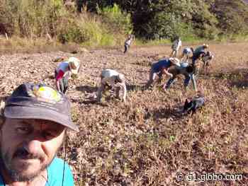 Produtores realizam colheita beneficente de feijão em Carmo do Cajuru - Globo.com