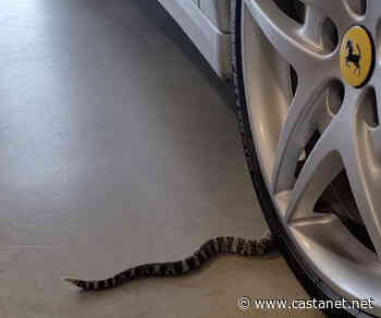 Rattlesnake hitches a ride of a lifetime in a Ferrari from Osoyoos to Vancouver - Penticton News - Castanet.net