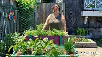 An 'example of the heart of Hamilton': This east-end resident grows food to help feed neighbours - CBC.ca