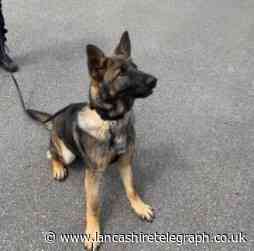 Police dog gives chase to nab drink-drive suspect
