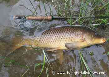 Catching carp on a fly rod in Maine requires intuition - Bangor Daily News