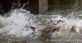 A fast-swimming carp in the Mississippi rings alarm bells for fight against invasive fish - Star Tribune