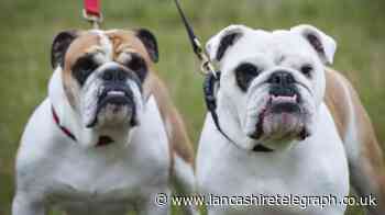 Calls for English bulldogs to be banned in the UK over health issues