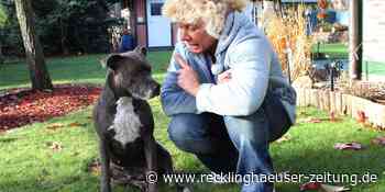 Hundesteuer im Kreis RE: Dorsten, Waltrop und Herten sind teure Pflaster - Recklinghäuser Zeitung