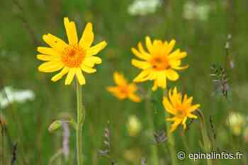 Pas de récolte d'arnica dans les Vosges - Epinal infos - Epinal Infos