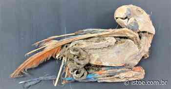 Enigma: as múmias de papagaios e araras do deserto do Atacama - ISTOÉ