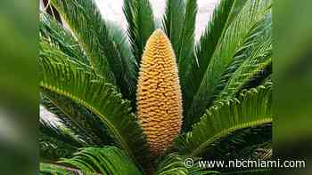 Pets And Palms: What Pet Parents Need To Know