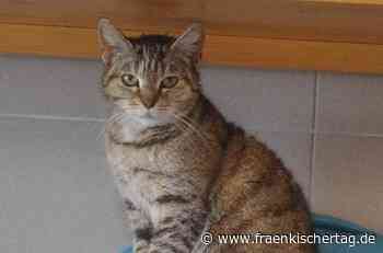 Agile Katzenomi sucht Ruhesitz - Fränkischer Tag