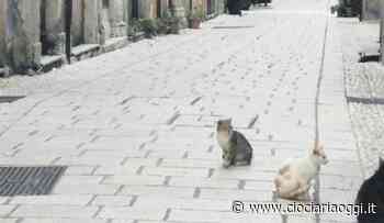 Troppi gatti randagi: scattano censimento e sterilizzazione - ciociariaoggi.it