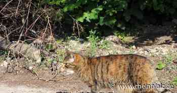 Katzen-Elend auf den Straßen - Mannheim - DIE RHEINPFALZ - Rheinpfalz.de