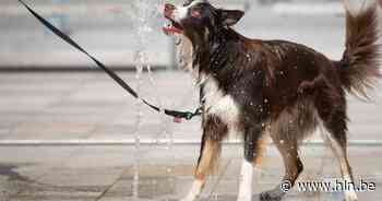 IN BEELD • Fonteinen op de Markt bieden verkoeling op tropische zomerdag - Het Laatste Nieuws