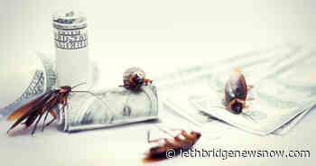 Company Offers $2000 To Fill Your Home With Cockroaches - Lethbridge News Now