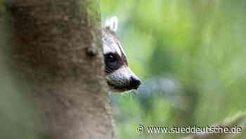 Tiere - Riesa - Waschbären aus Stadtpark von Riesa gerettet - Wissen - Süddeutsche Zeitung - SZ.de