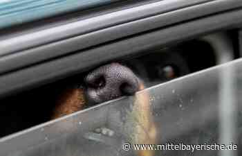 Hund in der prallen Sonne eingesperrt: Polizei macht kurzen Prozess - Mittelbayerische Zeitung