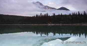 Mother grizzly bear hit by truck near Jasper; cub being monitored