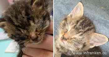 Tierheim Bamberg schockt mit Fotos von "Horror-Kätzchen" - "zu viele haben weggesehen"