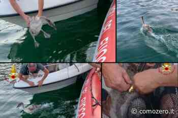 FOTO Ami nelle zampe, galleggiante infilzato nell'ala. I Vigili del fuoco salvano un cigno a Villa Olmo - ComoZero