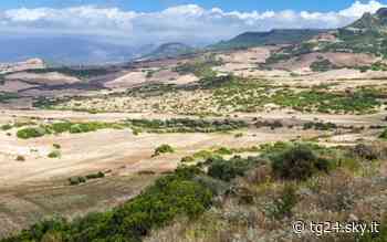 Sardegna, infarto dopo una puntura d'ape: morto un allevatore 32enne - Sky Tg24