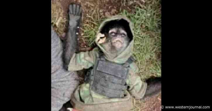 Cartel Monkey Takes Fire During Gang Shootout, Armored Simian Dies Along with 11 Cartel Members