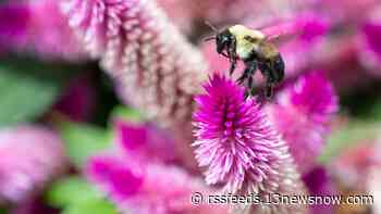National Pollinator Week: How one business plans to educate, celebrate