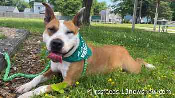 Take out adoptable dogs with the Virginia Beach SPCA's 'Beach Buddies' program